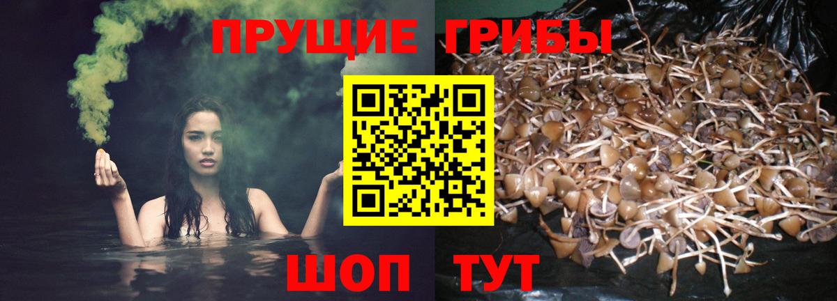 Псилоцибиновые грибы мицелий Коммунар